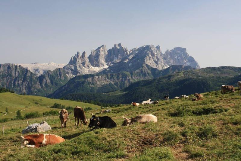 Hotel Stella Alpina Falcade Εξωτερικό φωτογραφία