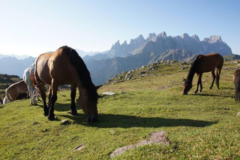 Hotel Stella Alpina Falcade Εξωτερικό φωτογραφία
